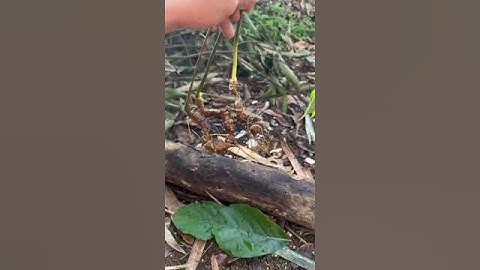 3 củ sâm rừng/100gram hàng cực vip 3.5tr #sâm_ngọc_linh_rừng #sâm_lai_châu_rừng  #sâm_ngọc_linh_rừng