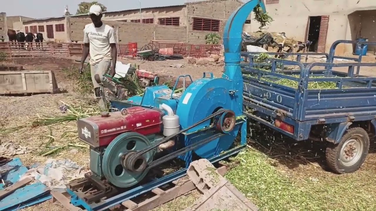 FAUCHAGE D'HERBE A ELEPHANT ET TRANSFORMATION PAR UN HACHE -PAILLE ET DISTRIBUTION  D'HERBE FRAICHE.