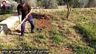 زراعة الفليفلة 
لمروان منصور قناة اسرار الزراعة