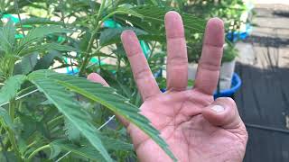 TRAINING YOUR PLANTS FOR MAXIMUM YIELD 💪🏾 | NO TILL GROW 🌳