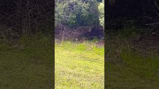 Super Fast Rabbitsbunnies Having Fun Playing