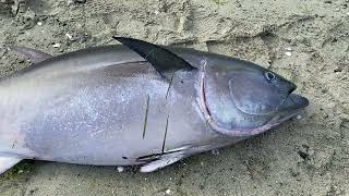 Pacific Bluefin Tuna Found Dead on Beach on Orcas Island by SeaDoc Society 521 views 9 months ago 16 seconds
