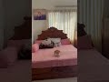 Cute Cat in pink!💗#cutecat #catlovers #catvideos #shorts