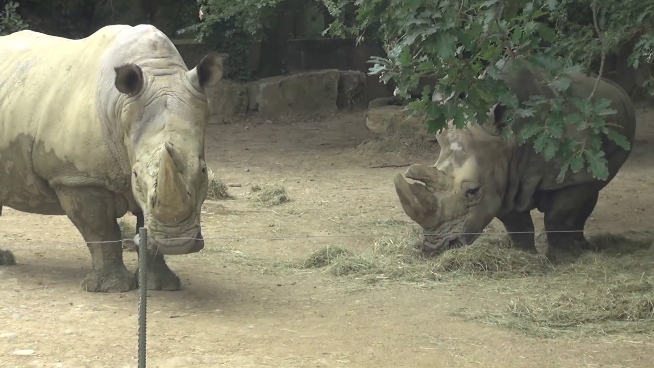 ZOO African Safari Plaisance du Touch
