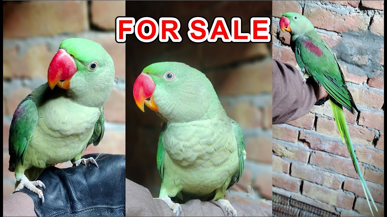 Bolnay Wala Kashmiri Raw Parrot For Sale Taking Raw Parrot For Sale