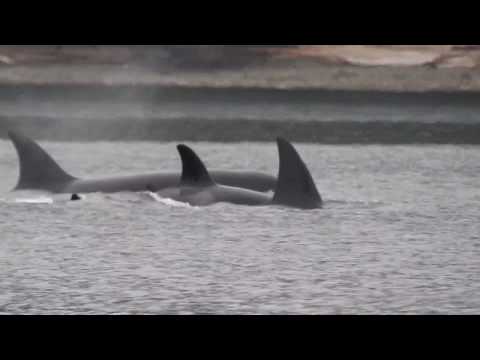 Wild behaviour of Killer Whales - tail-slapping, breaching, bumping