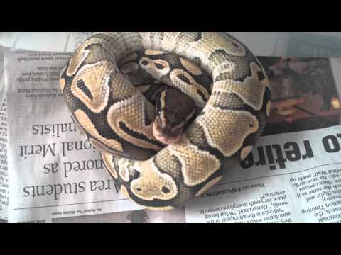 2011 Lesser Platinum Ball Pythons