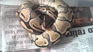 2011 Lesser Platinum Ball Pythons