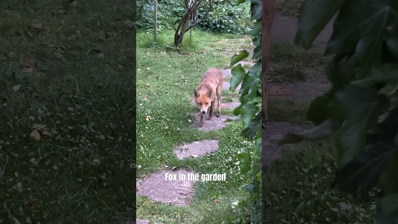 #fox