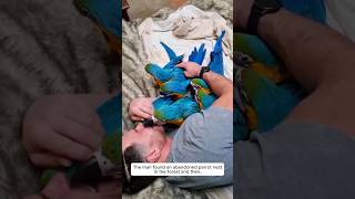 The Man Found An Abandoned Parrot Nest In The Forest And Then...