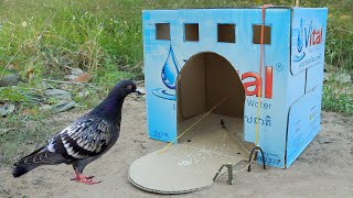 Easy Making Pigeon Trap From Vital Cardboard Box - Simple Quick Bird Trap