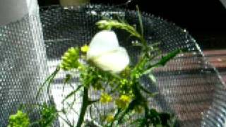 Pieris marginalis female lays eggs