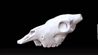 3D Cow Skull Turnaround