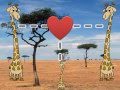 Understanding Natural Selection and Giraffe Evolution