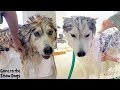 Doggy Day Spa | Husky gets a Bath | Bath Time Challenge