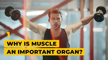 Why is muscle an important organ? │ Sending Worms to Space with Colleen Deane