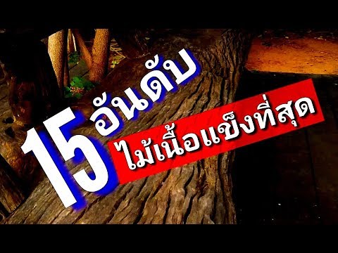 ไม้แข็งที่สุด  ปลวกร้องไห้ ep51