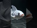 Fish ❤️🔥