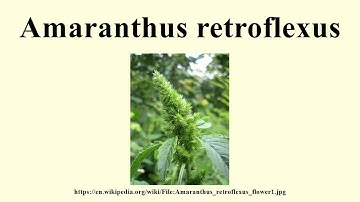 Amaranthus retroflexus