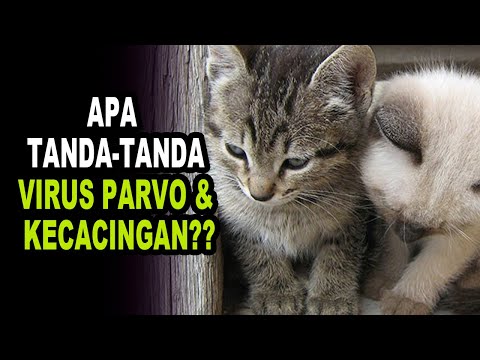 Video: Punca Gas - Kucing