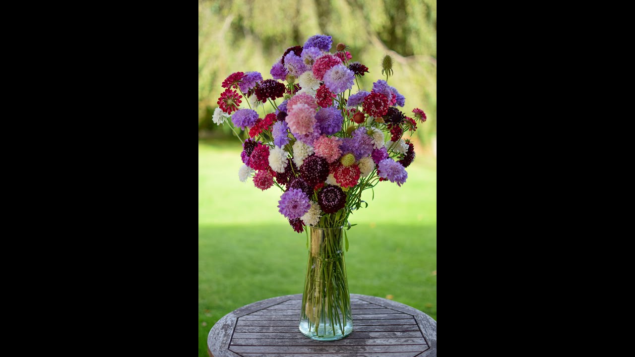 Scabiosa atropurpurea Grow-A-Long