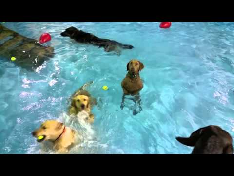 Le Retour Du Chien Qui Ne Savait Pas Nager