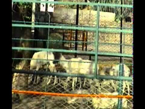 ZOOLÓGICO ROSARIO SET 1997