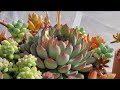 Echeveria Pulidonis | CUIDADOS BÁSICOS | Cómo cuidar la ECHEVERIA PULIDONIS 🪴 lo que necesitas saber