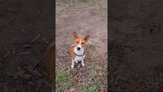 Basenji Off leash practice  will Oringo come back from distractions?