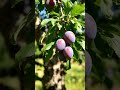 plum tree|#shorts #plum #fruit