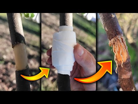 Video: ¿Qué es un arce de corteza de papel? Consejos para cultivar árboles de arce de corteza de papel