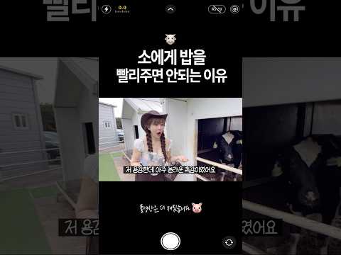 🐮소에게 밥을 빨리주면 안되는 이유 | 🍊제주여행, 제주목장