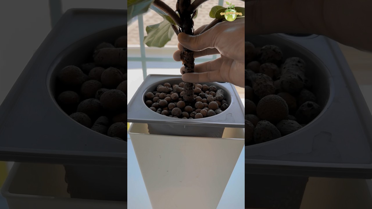 2 YEARS Growth - Fiddle Leaf Fig in LECA 