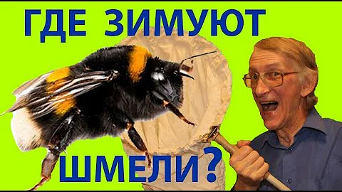 Где и Как Зимуют Шмели? Кормим Шмеля Медом на Руках.