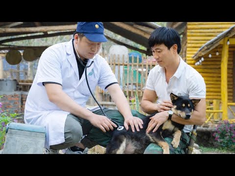 The CEO Was Extremely Surprised By The Veterinarian S Announcement About Miky S Health 