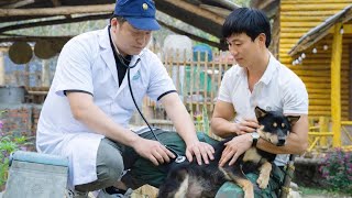 Download Lagu The CEO was extremely surprised by the veterinarian's announcement about Miky's health. MP3