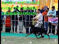 How to show dogs in dog shows i learn how to show dobermann in easy way i