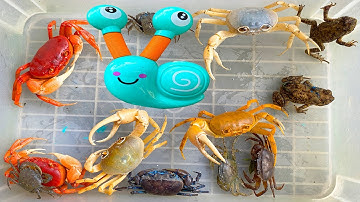 Kem Ốc Chanel ra ngõ bị cua khổng lồ cắp, ốc sên, con cua, con vịt, cóc, cua cõng mèo Hello kitty.