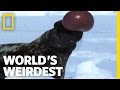 Hooded Seal | World's Weirdest