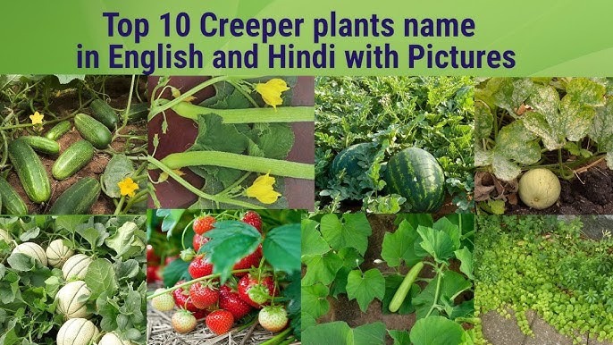 difference-between-climbers-and-creepers-explained-with-46-off