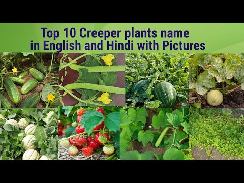 10 Examples Of Creeping Crops