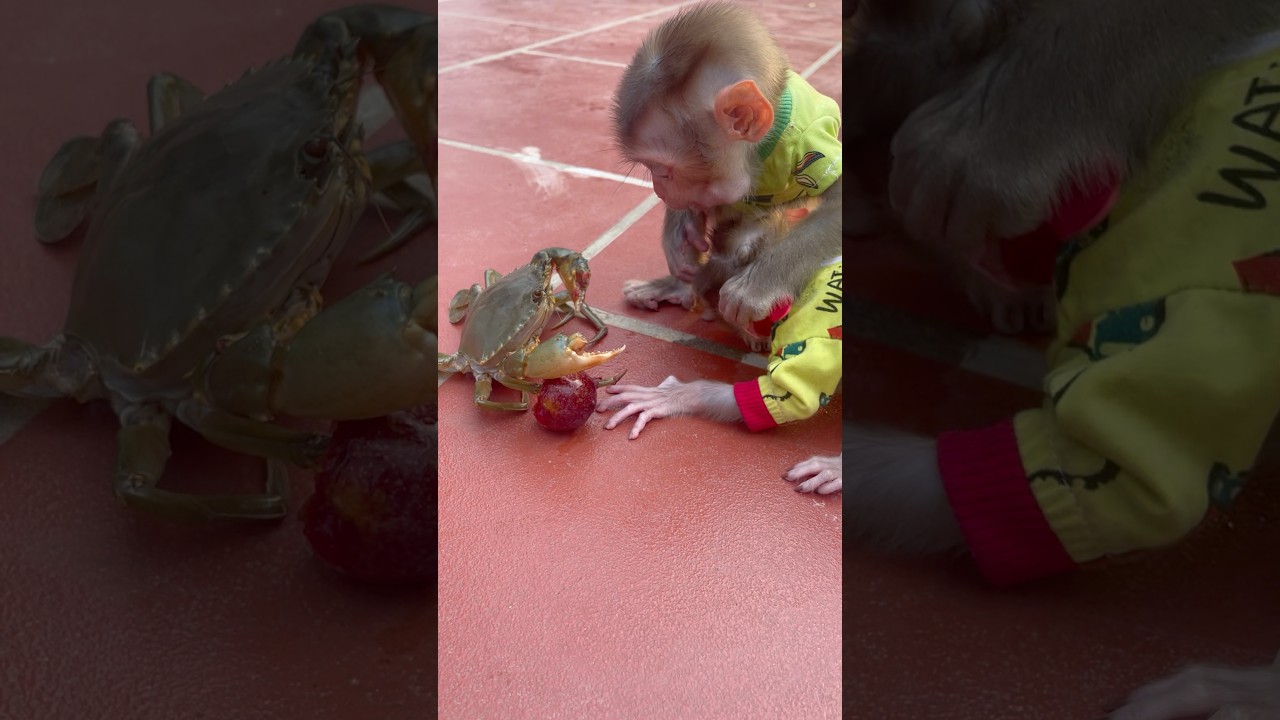 subi prevents the baby monkey from getting close to the crab;🤪🤗