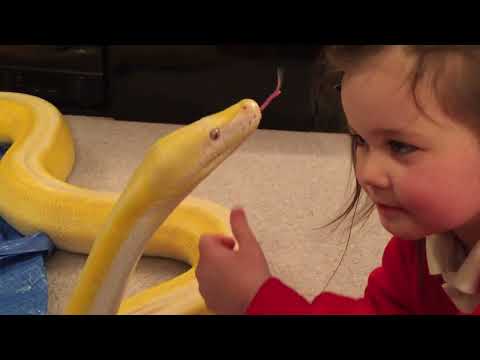 After school snake handling with Reticulated Python (Slytherin House Homework)
