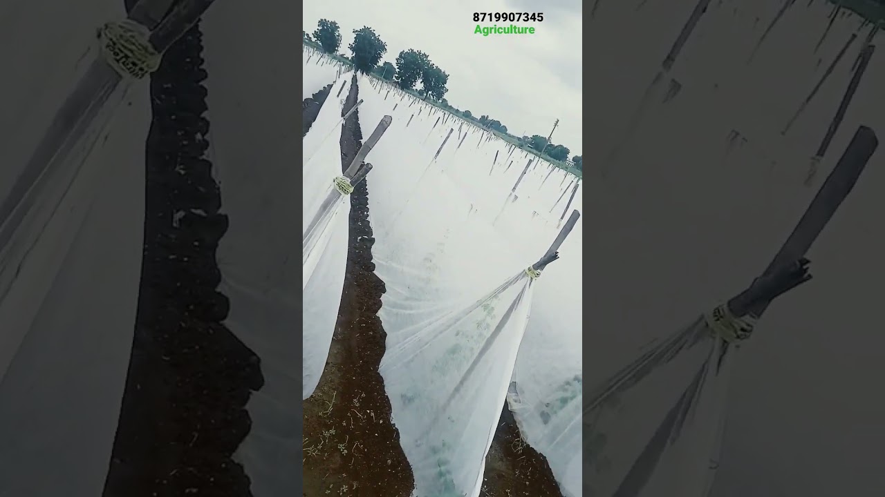 CROP COVER vegetable 