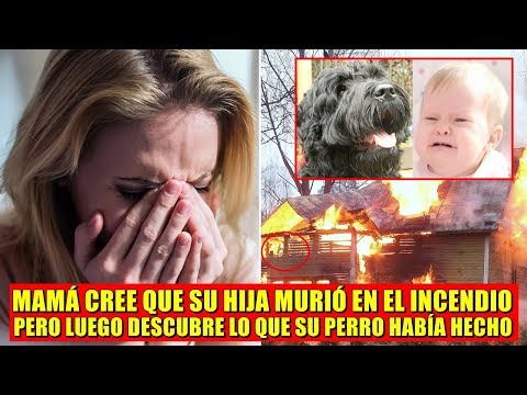 Video: Perro Salva A La Familia Del Devastador Incendio De Una Casa