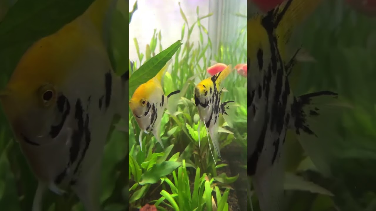 Angle fish. fish. ❤️ #aquarium, #aquascape,#ikanhias, #aquariumhobby,#shorts