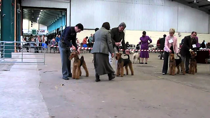 National Terrier Show 2/4/11. Judging Airedale Bitch
