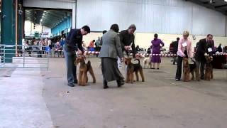National Terrier Show 2411. Judging Airedale