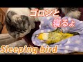 ゴロン寝するシロハラインコ Sleeping Caique bird【マンチカン】【シロハラインコ】