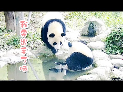 《熊貓早晚安》大熊貓出拳有多快 | iPanda熊貓頻道